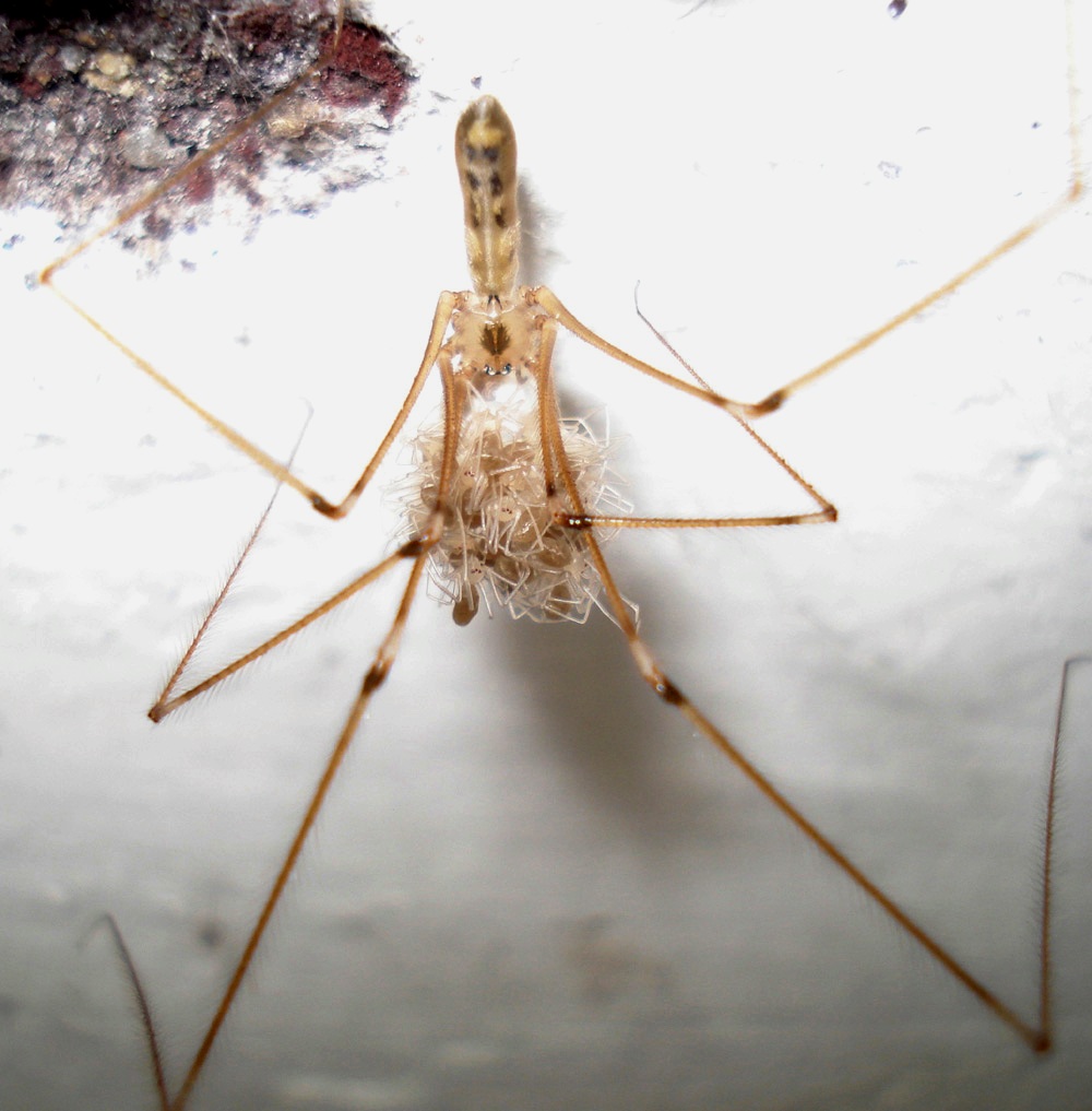 Pholcus phalangioides - Schiusa delle uova - Anzio